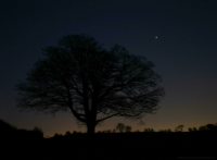 Jupiter rising behind a tree at dusk in February 2015. Click for full-size image, 100 KB (Copyright Martin J Powell 2015)